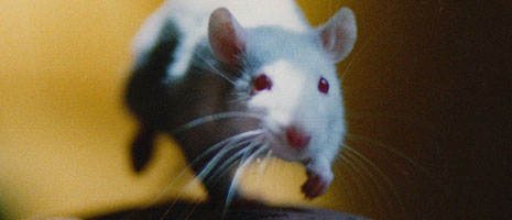 mouse-running-465