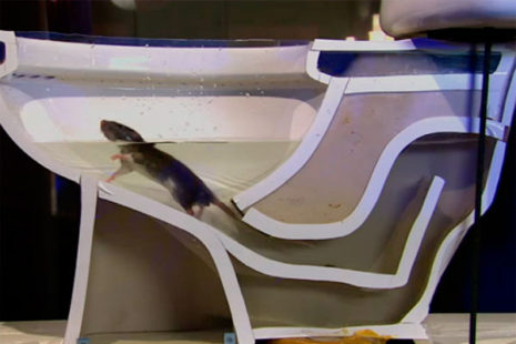 Rats are excellent swimmers.
