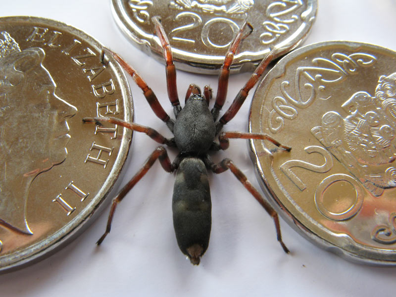 The white-tailed spider has a distinctive spot on its abdomen.