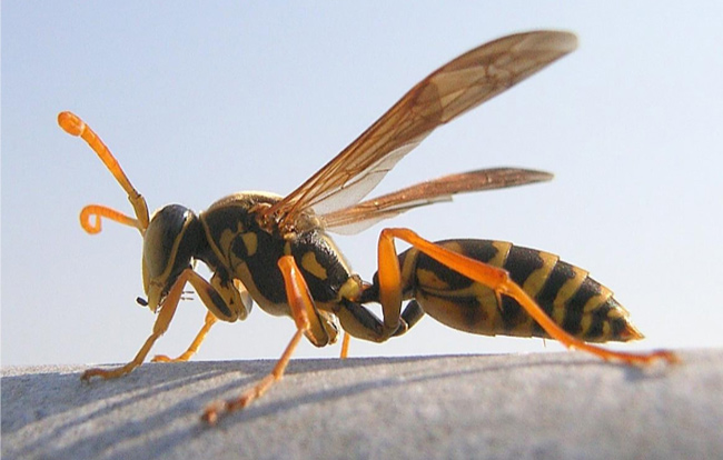 Paper wasp
