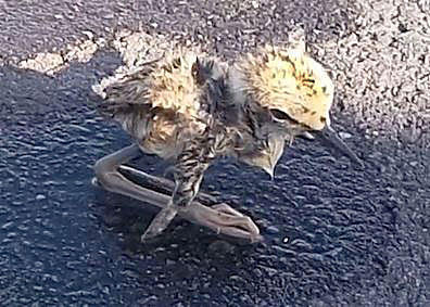 A bit bedraggled, but the rescued chick appears none the worse for its ordeal.