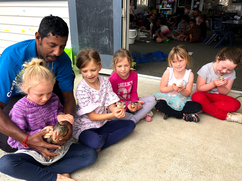 Students’ delight as cleaner brings in newly-hatched chicks